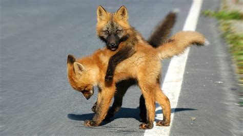 What Dogs Look Like Foxes