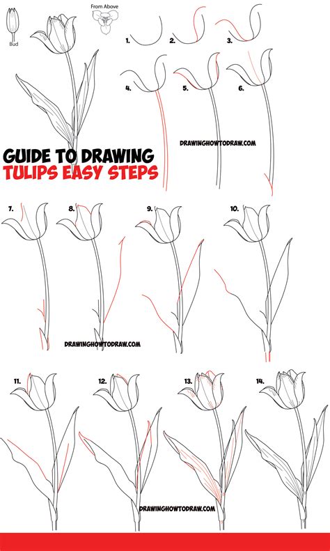 Tulip Flower Drawing Easy Step By Best Flower Site