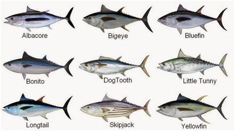 Mengenal Jenis Jenis Ikan Tuna Maulana Says Green