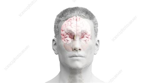 Illustration Of A Human Brain Stock Image F0351217 Science Photo