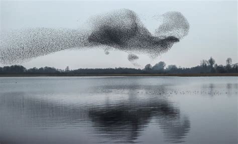 It Was Incredible How This Stunning Picture Of Starlings Above A