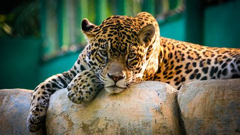 Download 1366x768 Wallpaper Jaguar Prdator Relaxed Wildcat Zoo