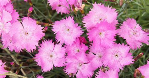 How To Grow And Care For Alpine Pinks Gardeners Path