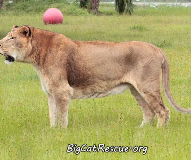 130,139 cats have been adopted on rescue me! Bo Derek gives Big Cat Rescue a 10