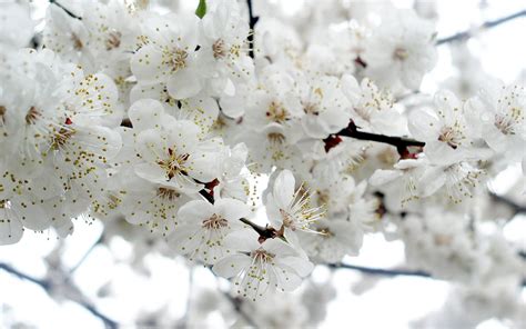 Wallpaper Flowers Branch Cherry Blossom Spring Flower Plant