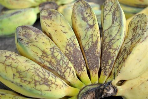 Bananas Are Going Extinct How Why And What Can We Do So Delicious