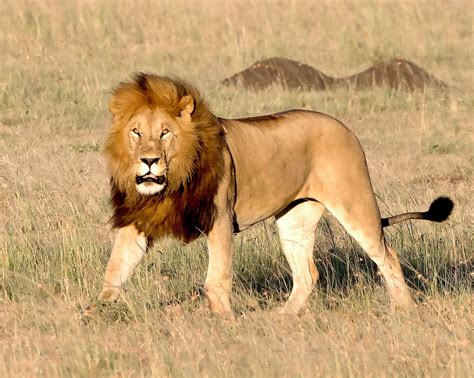 Wild African Lion African Animal Safari Wildlife Color Nature