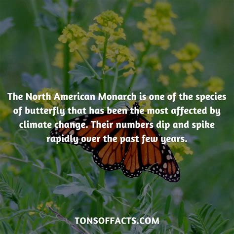 The North American Monarch Is One Of The Species Of