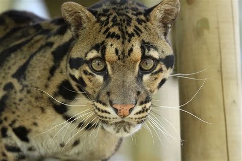 Fun Clouded Leopard Facts For Kids Kidadl