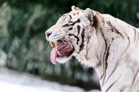 What Do White Tigers Eat Joy Of Animals