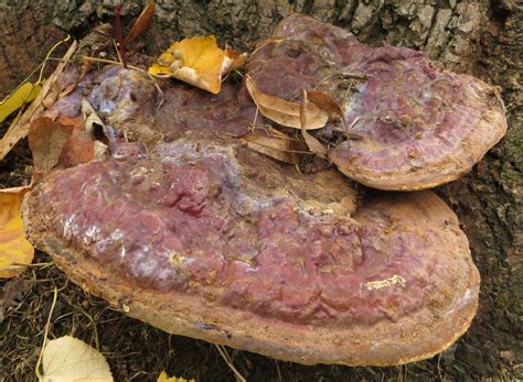 Ganoderma Resinaceum The Ultimate Mushroom Guide