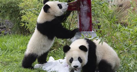 Xinxing La Osa Panda En Cautividad Más Vieja Del Mundo Muere A Los 38