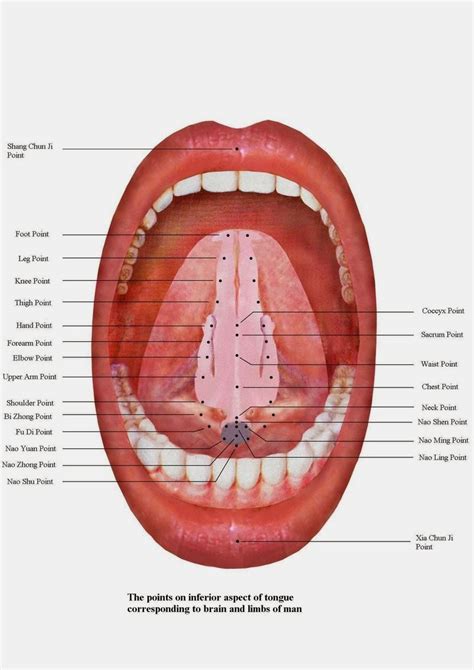 Anatomy Of Tongue Underneath