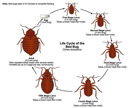 How Long Does It Take A Bed Bug To Reproduce Bed Western