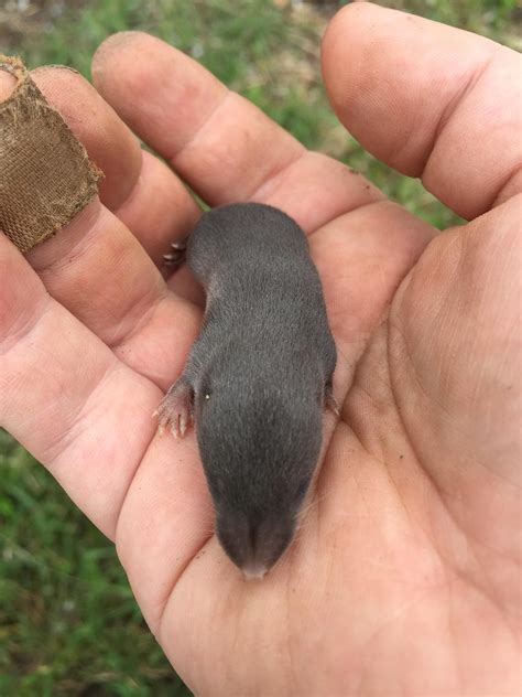 A Baby Mole I Found In A Dirt Pile Ifttt2qs4odd Baby Mole