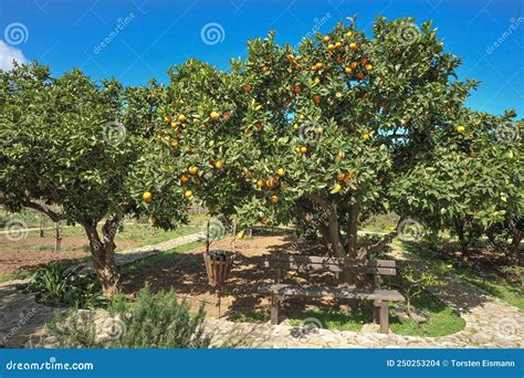 Green Orange Tree With Ripe Fruit Stock Photo Image Of Leisure Lemon