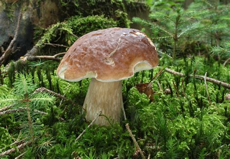 Boletus Edulis The Ultimate Mushroom Guide 4 Recipes