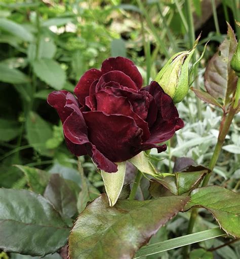 Black Baccara Rose Meaning What You Must Know All Rose Color Meanings