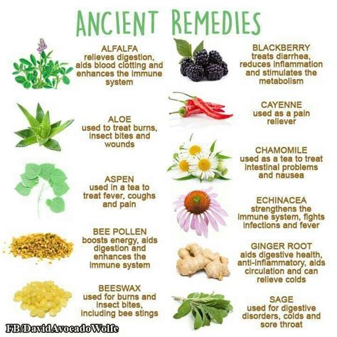 Pin By Anna On Bushcraft Natural Health Remedies Herbs For Health