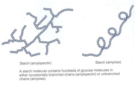 Amylose Or Amylopectin