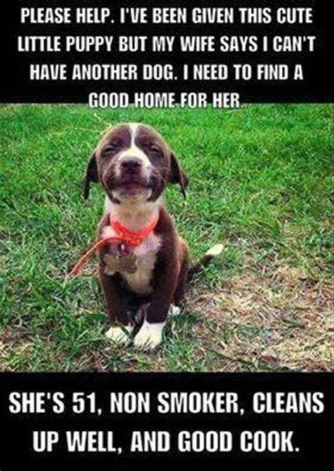 Pin By Becky Aman On Dogs Are My Favorite People Dog Jokes Funny Dog