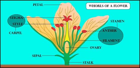 Flower Morphology Diagram Best Flower Site