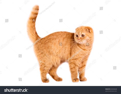 Portrait Of A Red Scottish Fold Cat On A White Background Studio Shot