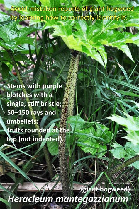 Gallery Heracleum Mantegazzianum Giant Hogweed I