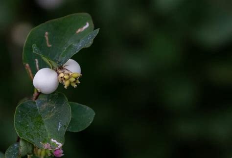 Snowberry Flower Symphoricarpos Sinensis Ghost Berry Waxberry