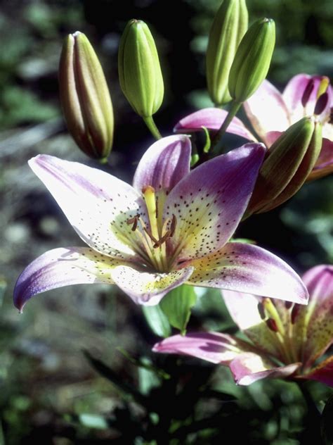 How To Care For Lilies In The Winter Calla Lily Winter Care Winter