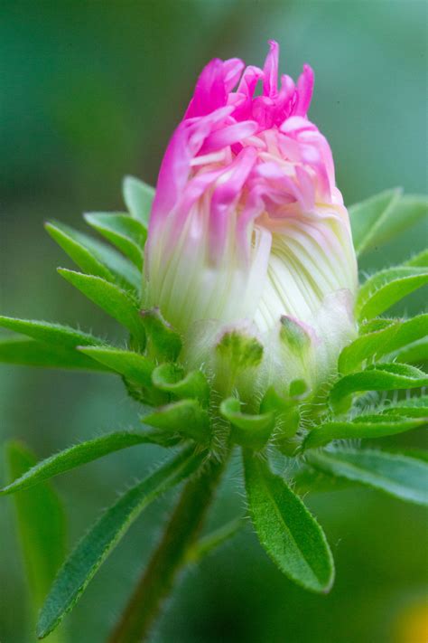 Many people are surprised to learn that the aromatic aster flower. The Unique Meaning of Aster Flowers Will Astonish You to ...