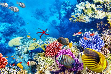 Aquatic Ecosystem Understanding Curious Ecosystem Facts For Kids Kidadl