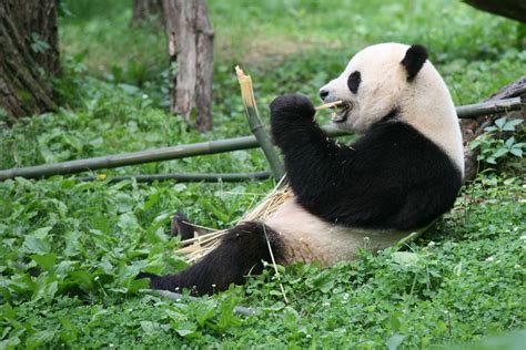 Giant Panda Ailuropoda Melanoleuca Tian Tian Giant Pan Flickr
