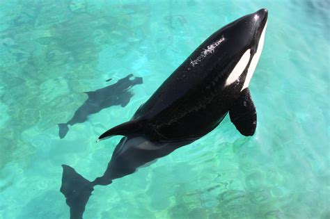 Meet Wikie The Killer Whale Who Learned To Talk Through Its Nose