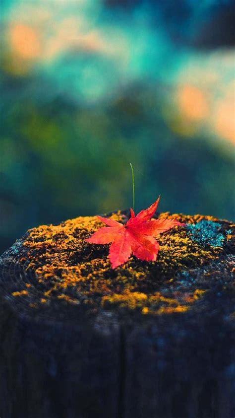 Download Simple Fall Leaf Blurred Wallpaper