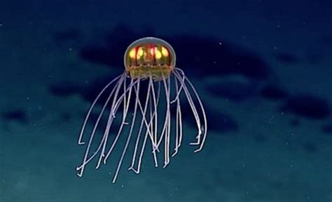 Deep Sea Researchers Discover New Species Of Glowing Jellyfish Your