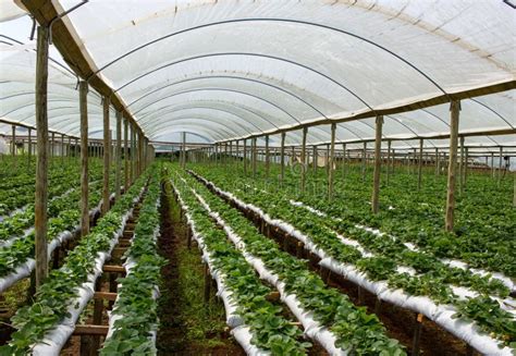 Strawberry Farm Inside Green House Stock Photo Image Of Freshness