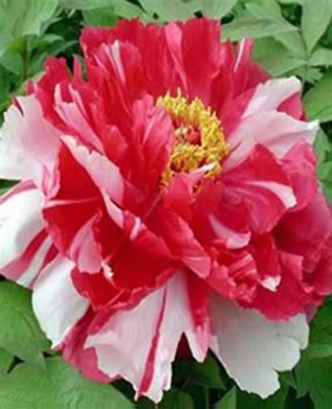 The collection is a good mix, (shirley. Tree Peony Varieties Paeonia Suffruticosa for Sale Online UK