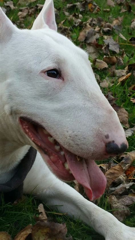 Pin By Elise Mountain On Bull Terriers English Bull Terriers Bull