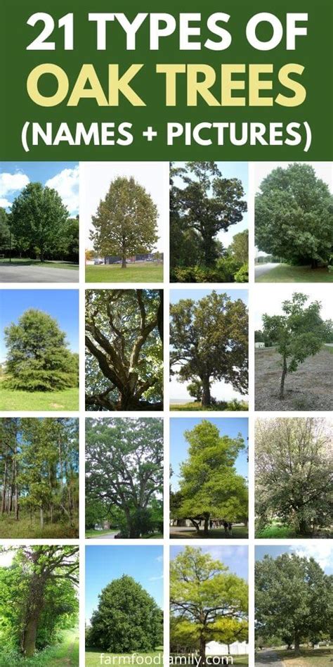 How To Identify The Type Of Oak Tree Youre Looking At Mast Producing