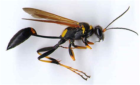 Wasp And Hornet Control