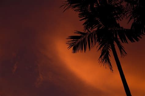 Free Photo Silhouette Of A Palm Tree With A Scenery Of Sunset And An