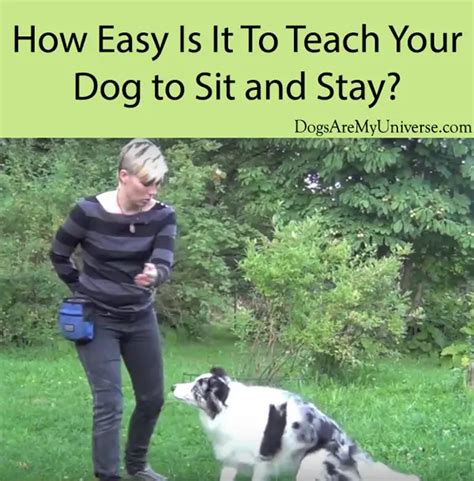 Teach Your Dog The Sit Stay Command A Step By Step Guide