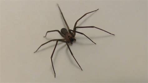 Brown Recluse Spider Hd Close Up Footage Youtube