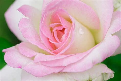 White Pink Rose Photograph By Atiketta Sangasaeng