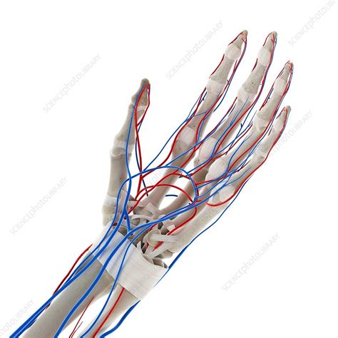 Blood Vessels Of The Hand Illustration Stock Image F0296620