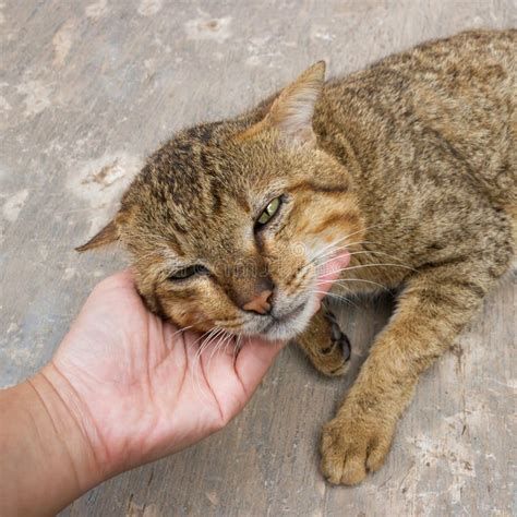 Woman S Hand Holding Cat Stock Photo Image Of Hold 43876116
