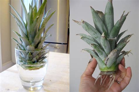 How To Grow A Pineapple In A Pot The Plant Guide