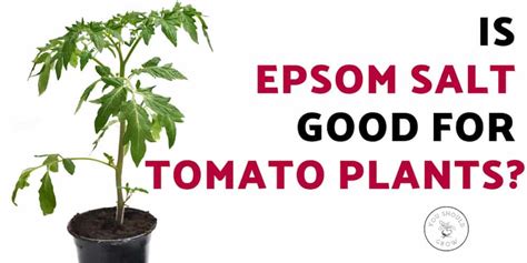5 Unbelievable Things Epsom Salt Does For Tomato Plants You Should Grow