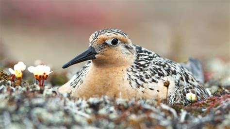 The Arctic Is Shrinking And So Are Its Birds Audubon